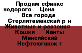 Продам сфинкс недорого  › Цена ­ 1 000 - Все города, Стерлитамакский р-н Животные и растения » Кошки   . Ханты-Мансийский,Нефтеюганск г.